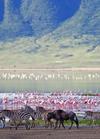 Zebras, bison and pelicans at the Ngorongoro Crater