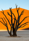 A twisted, dead tree stand in the dry, white salt pan of Sossusvlei, Namibia, with vibrant orange dunes rising behind it. The image captures the stark beauty of the desert landscape illuminated by the soft morning light, highlighting the unique and striking contrast between the dark tree and the colourful dunes.