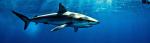 White shark swimming