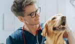 Veterinarian examining a golden retriever during a checkup in a veterinary clinic