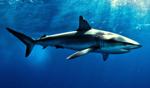 White shark swimming