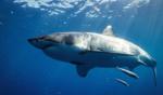 A great white shark swims through clear blue ocean water beneath the sunlit surface, with several small fish nearby.