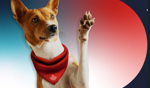 Picture of a dog with a red bandana raising its paw.