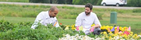 Two chefs in white uniforms crouch among colorful flower beds outdoors, engaged in discussion. One chef looks at the plants while the other speaks. A road and a white vehicle are visible in the background.