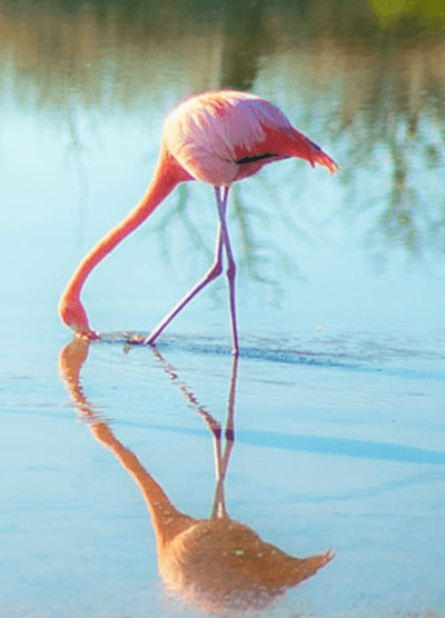 A Galapagos flamingo wades through calm water, its long neck elegantly curved as it searches for food. The bird’s vibrant pink colours and its perfect reflection in the clear water create a peaceful and picturesque in its natural habitat.