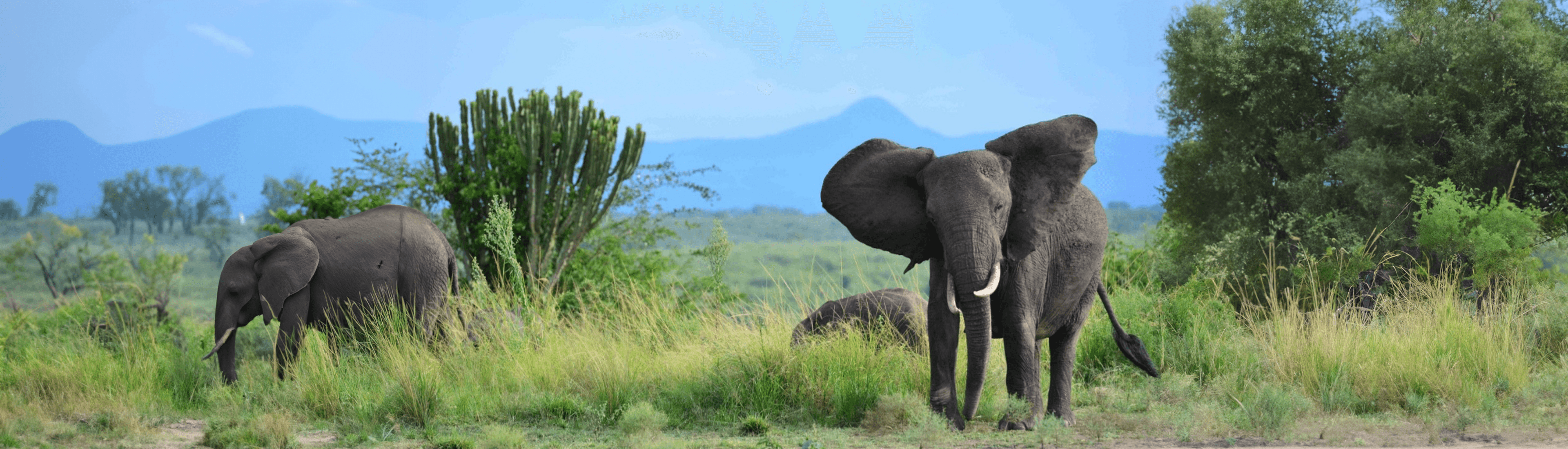 Two African elephants standing in a lush savannah with tall green grass, scattered trees, and distant blue mountains in the background.