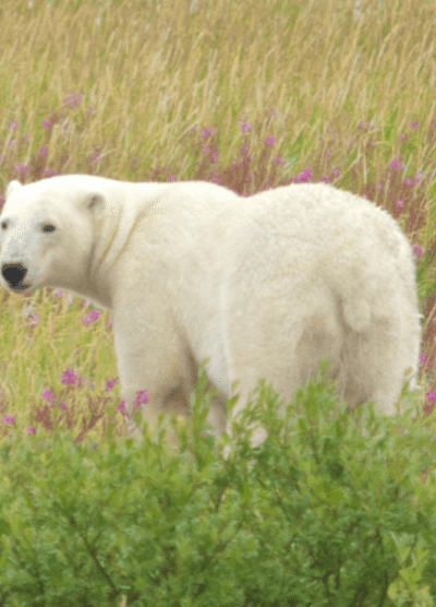 A polar bear roams through the wildflowers in Churchill, Manitoba. The white bear stands out against the colourful pink and green plants, capturing the unique natural beauty of the region’s Arctic landscape.