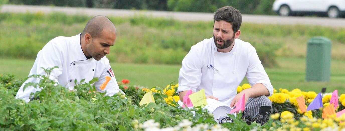 Two chefs in white coats selecting fresh herbs and vegetables in a garden during Food Day Canada at the University of Guelph.