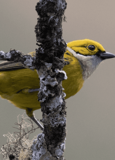 A close-up of a Silver-throated Tanager perched on a lichen-covered branch in Costa Rica. The bird’s vibrant yellow and black plumage, with its distinctive silver throat, stands out beautifully against the natural background, showcasing its striking colours and delicate features.