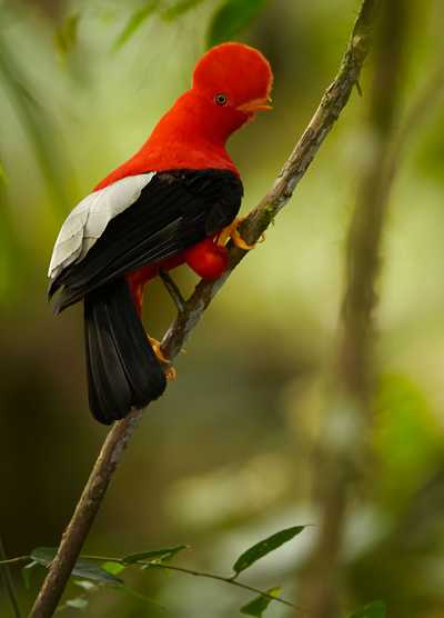 Vibrant red Andean Cock-of-the-Rock perched on a branch in a lush forest.