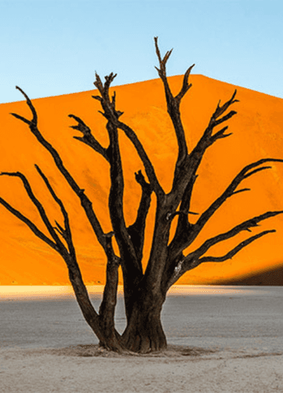 A twisted, dead tree stand in the dry, white salt pan of Sossusvlei, Namibia, with vibrant orange dunes rising behind it. The image captures the stark beauty of the desert landscape illuminated by the soft morning light, highlighting the unique and striking contrast between the dark tree and the colourful dunes.