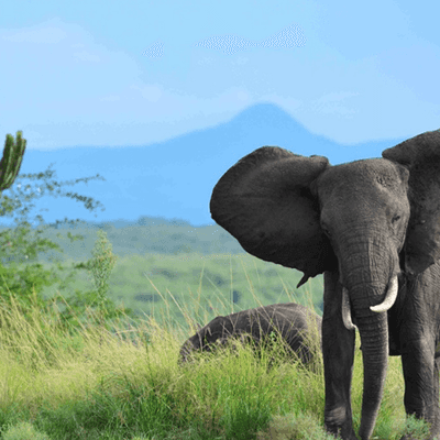 Two African elephants standing in a lush savannah with tall green grass, scattered trees, and distant blue mountains in the background.