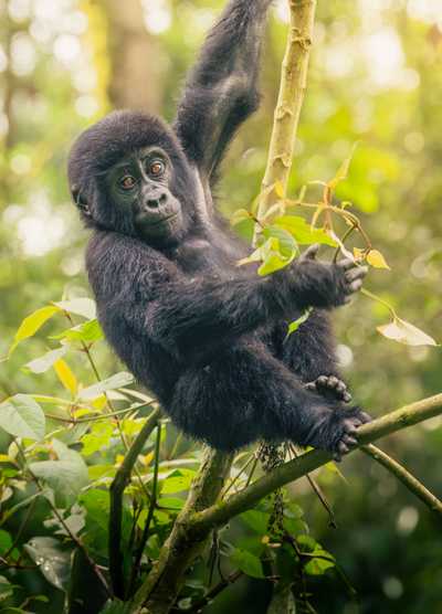 A baby gorilla playfully hanging from a tree branch in Virunga National Park, with lush green foliage in the background.